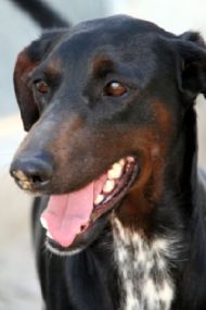 Cora